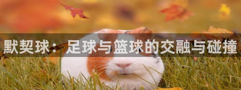 世界杯 直播：默契球：足球与篮球的交融与碰撞