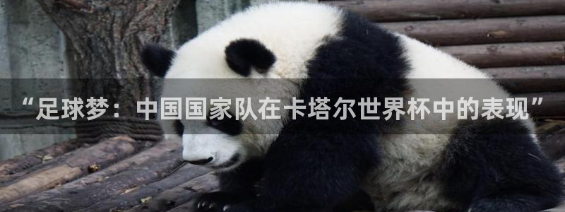 世界杯官网：“足球梦：中国国家队在卡塔尔世界杯中的表现”
