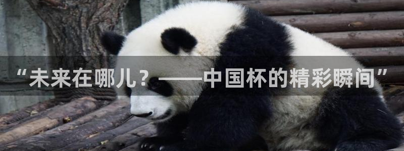 世界杯48支球队赛制：“未来在哪儿？——中国杯的精彩瞬间”